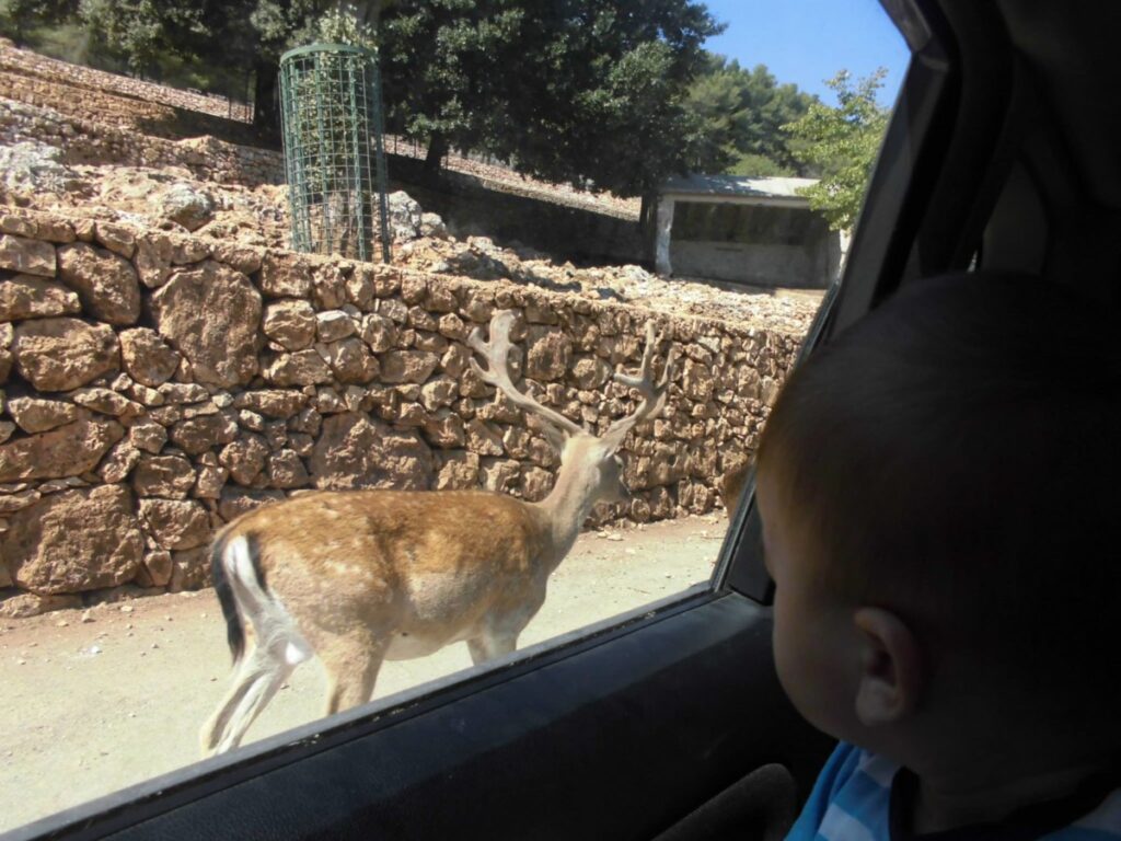 “Qual’ è l’età migliore per portare i bambini la prima volta allo zoo”